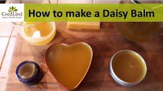 How to make a Daisy Balm | Coed Lleol (Small Woods Wales)