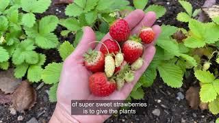 When to Transplant Strawberries