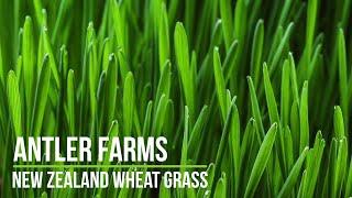 Antler Farms New Zealand Wheat Grass - 4 times more chlorophyll than other brands