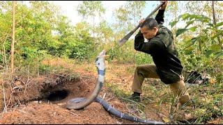 Suffocation moment + Two brave hunters confront four ferocious cobras in the forestt