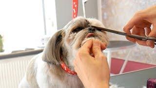 PetGroooming - Shih Tzu Head Grooming #77