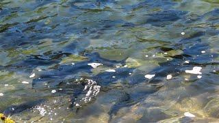 Salmon run in Michigan's Platte River