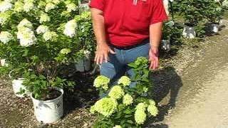 Little Lime Hydrangea