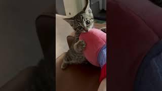 삐삐는 오늘도 귀여워 #고양이일상 #고양이브이로그 #cat #냥냥이 #냥춘기 #냥아치
