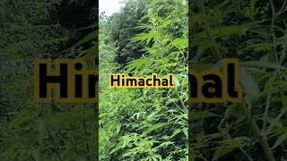 jari Himachal pradesh #youtubeshorts #shorts #short