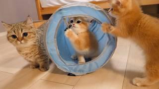 Cute friendly kittens taking turns playing in the cat tunnel...