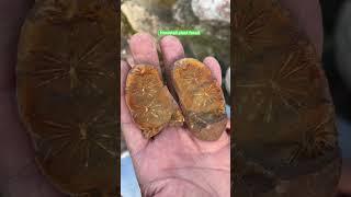 Fav Mazon Fossils!