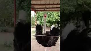 GIANT BIRD OSTRICH/ VOCAL SOUND Booming: