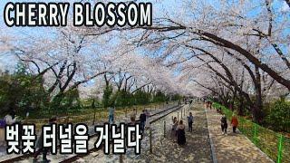 멋진 벚꽃 터널을 걷다/진해 경화역/여좌천/편백나무숲/Cherry Blossom Tour in Korea