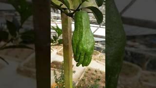 Very Unique fruits and vegetables  #shorts #youtubeshorts #shortsvideo #shortsviral