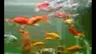 MY GOLDFISH