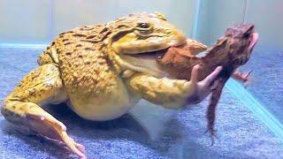 Asian Bullfrog With Big Tree Lizard And Mouse! Asian Bullfrog Live Feeding