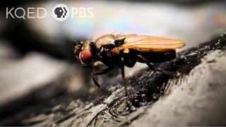 How Can These Flies Live in Oily Black Tar Pits? | Deep Look