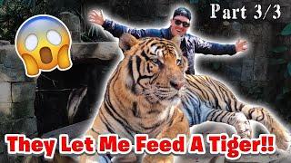 FED A 2,000 LB TIGER IN THAILAND!