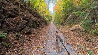 One person and one dog went hiking in fall, with DJI Osmo Action 5 Pro action camera