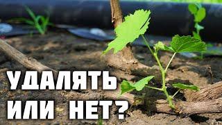 Растущие побеги от головы куста - удалять или нет? ️