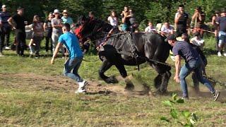 Concurs cu cai de tractiune Cormaia, Bistrita Nasaud - Proba de simplu - 26 Mai 2024 Nou!!!