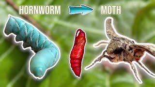 The Life Cycle Of A Hornworm…and my unexpected friendship with a moth