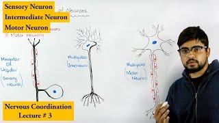 Neurons and its Types