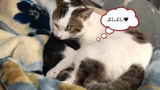 仲良しの瞬間【保護猫にゃんズ】