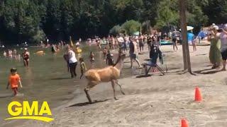 Lost deer scurries through Vancouver lake l GMA