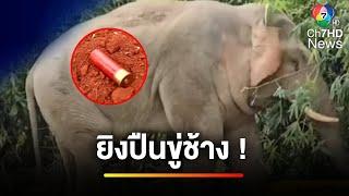 เตรียมแจ้งความ ! นักการเมืองท้องถิ่นยิงปืนขู่ช้างป่า | ข่าวเย็นประเด็นร้อน