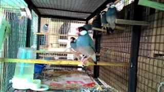 Java sparrow colony