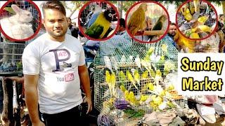 Beautiful and Lovely Birds In Sunday Market (Birds Market) Ahmedabad #youtube #sundaymarket #birds