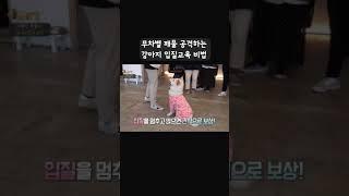 설채현 전문가가 알려주는 무차별 깨물 공격하는 강아지 입질교육 비법#shorts ㅣ세상에 나쁜 개는 없다.
