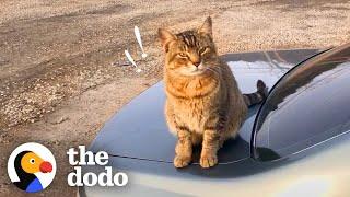 Stray Cat Decides To Work At A Car Shop And Greet Every Customer | The Dodo