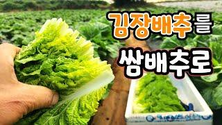 김장배추를 쌈배추로 100배 맛있게 맘것 먹는 꿀팁! 지금 당장 배추밭으로 가세요 황금배추