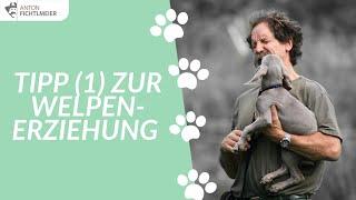 Tipp (1) zur Welpenerziehung | Hundetraining nach Anton Fichtlmeier