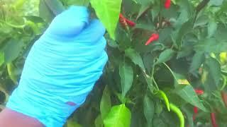 Growing HOT Chili Peppers, Sinigang green, Sugar Rush & Habanero Peppers In Greenstalk Vertical