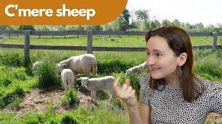 How To Train Sheep To Follow You - With One Extra Crazy Trick