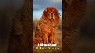 Top 10 Most Expensive Pets in the World - Re-upload