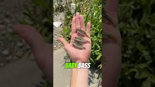 How to CATCH your own BABY BASS