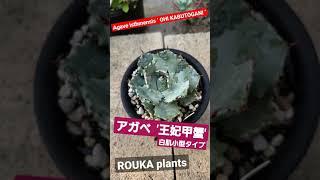 【Agave】アガベ '王妃甲蟹' 白肌小型タイプ【ROUKA plants】【Succulent/Cactus】【多肉植物】【園芸】#shorts