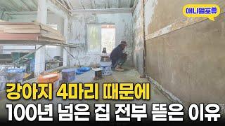 4마리 강아지 때문에 100년 된 집 전부 뜯어버린 이유 | KBS 동물극장 단짝 220716 방송