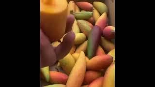 Golden mango so fresh - Farm fresh ninia fruit cutting #shorts #shortvideo