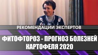 Фитосанитарная ситуация на посадках картофеля 2020 (2 часть)