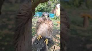 Кого сьела Ника  Грач улетел 