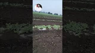 watermelon #shortsyoutube #viral #agriculture #foryou #sport #channel #agrivologs