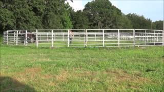 Stormy Tennessee Walking Horse Round Pen Work Joining Up & Changing Directions