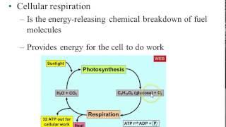 Bio 112 Chapter 5 (Part 1): The Working Cell