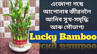 Lucky Bamboo in Assamese !! কি দৰে Lucky Bamboo য়ে সৌভাগ্য আনে? Lucky Bamboo care tips in Assamese