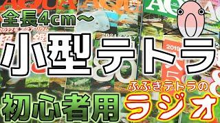 【熱帯魚】アクア歴0日～初心者にオススメな小型テトラを全部解説してみた！(ラジオ)【ふぶきテトラ】