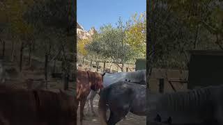 The land of beautiful horses #shorts #horsefarm #horsesounds