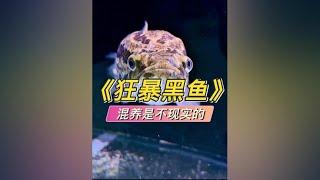 为什么大黑鱼不能混养，当你看到它的爆发力，就知道了 #猛魚日記 #測試