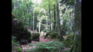 Gli antichi rifugi glaciali degli alberi forestali nell'Appennino Settentrionale