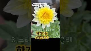 향기나는 #다알리아#프레야파소도블레